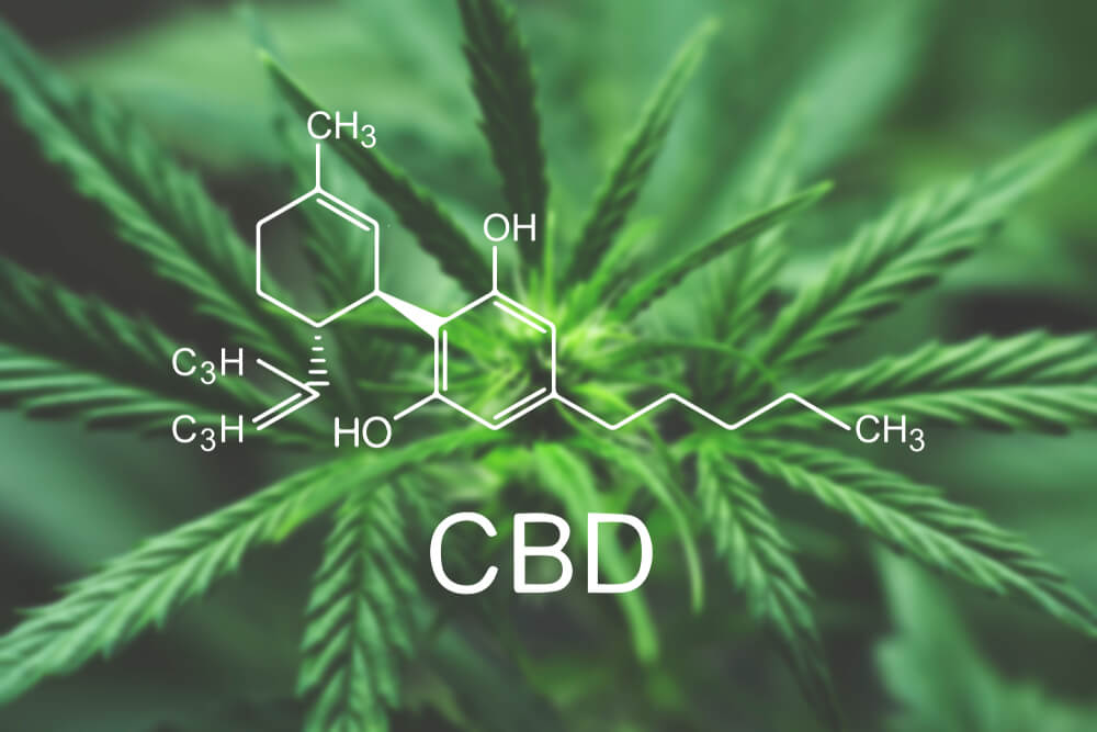 shutterstock 1048262770 1 1 - Beginners Guide to CBD Oil