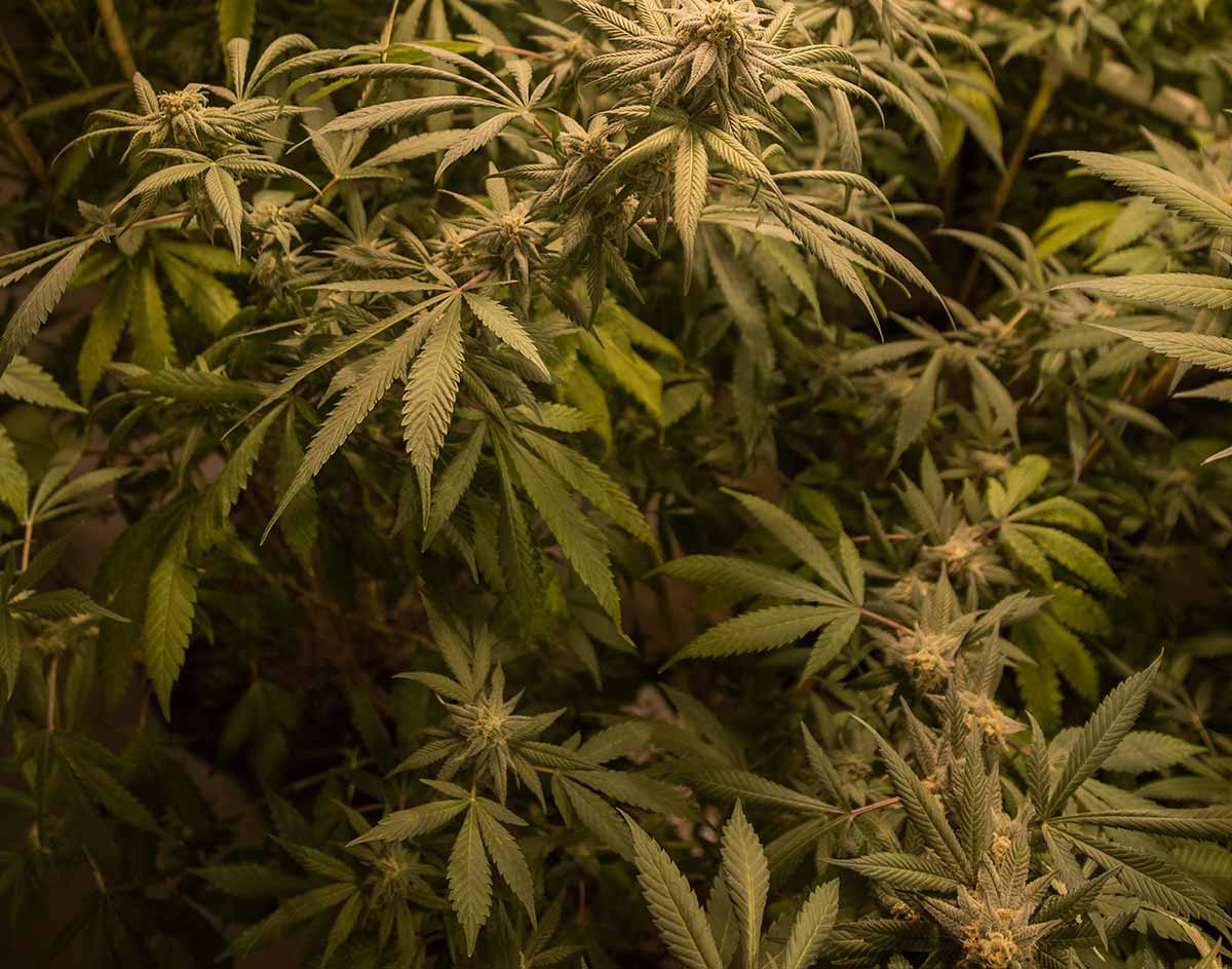 Cannabis How much to use