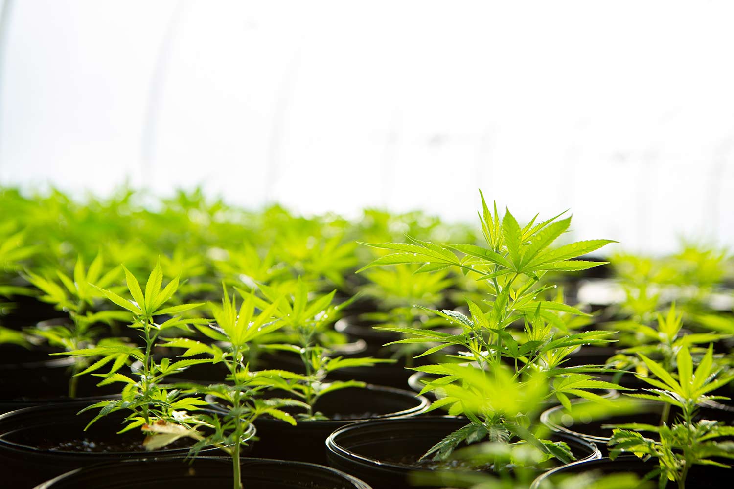Home - CBD Oils, E-Liquids, Cannabis Liquids and more. 34 Banner How CBD