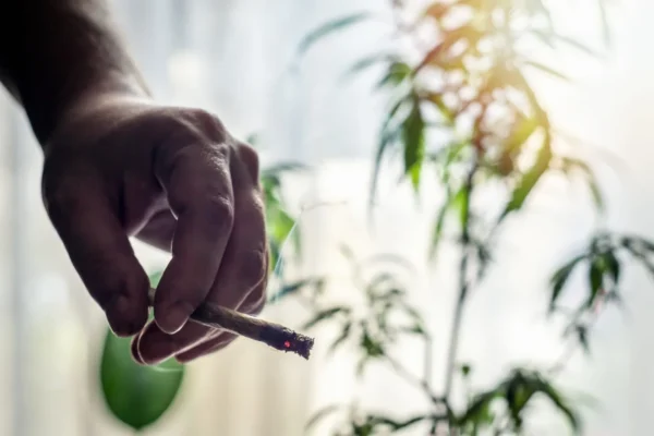 smoking cannabis could help to treat covid-19