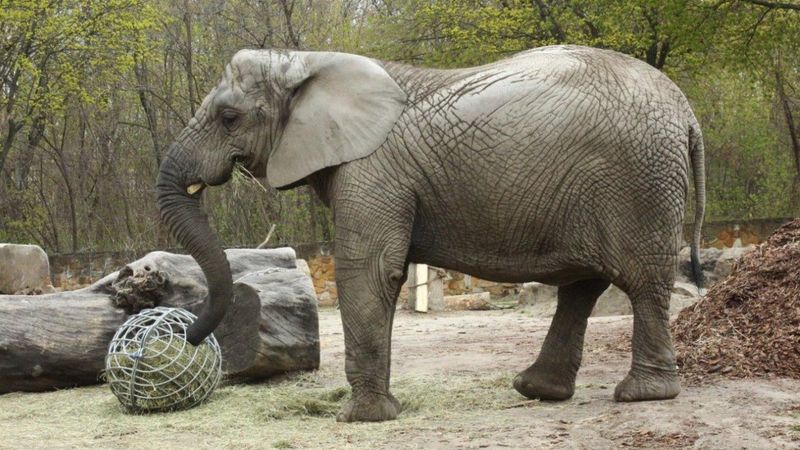 Britishcbd | Leading Supplier Of Cbd &Amp; Hemp Products 50 Elephant to be given cbd oil