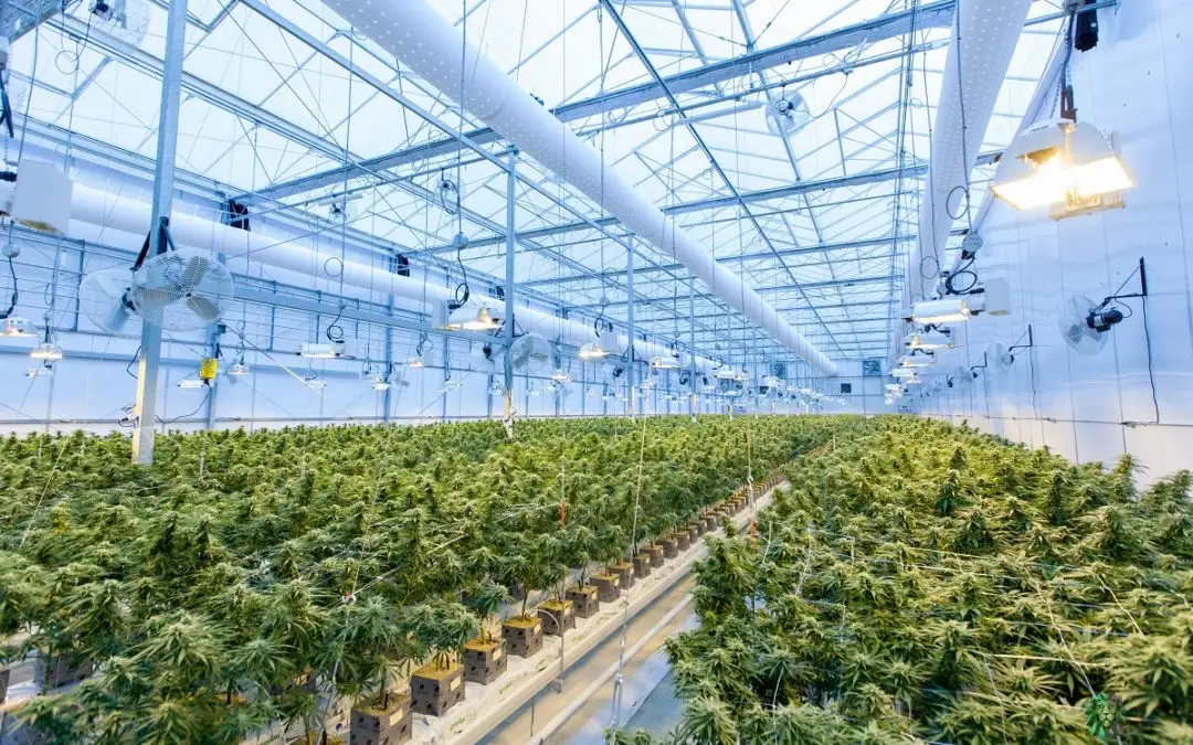 UN vote to remove cannabis from list of dangerous substances