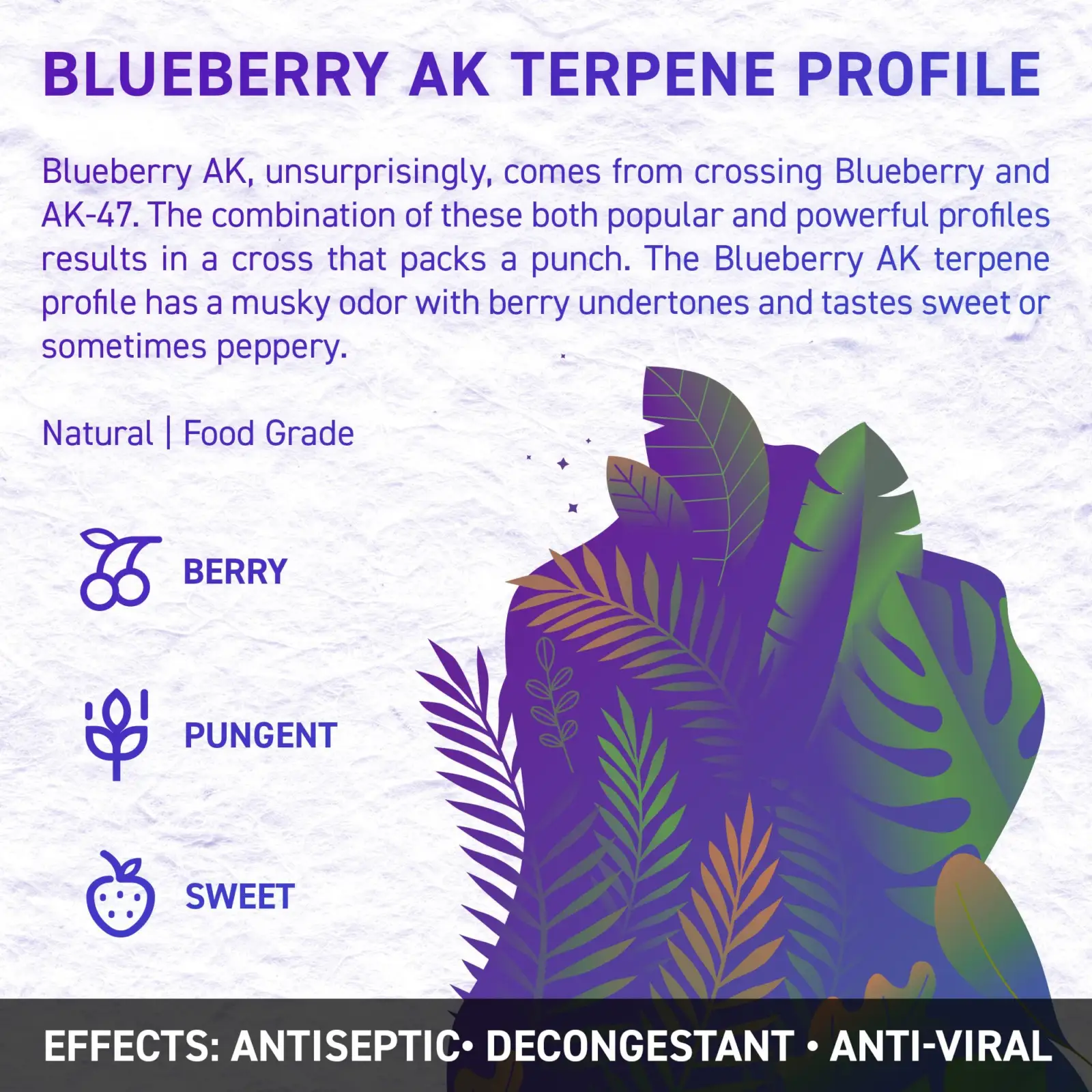 blueberry ak 1 opt - Juicy Dutch CBD E-Liquid - Terpene Edition – 50ml – 16 Cannabis Strain Flavours – 3 Strengths