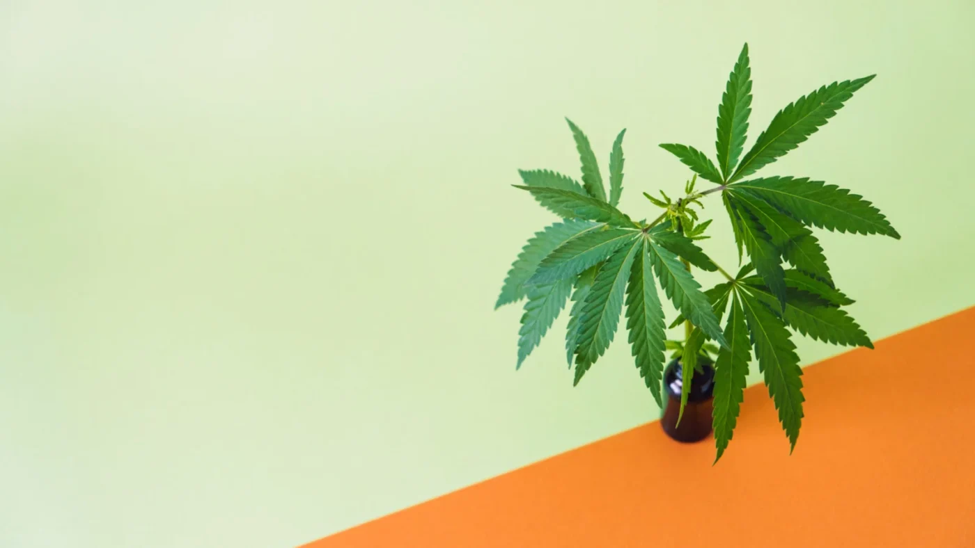 5 Reasons Your CBD Oil Might Not Be Working 13 cbd cannabidiol oil and cannabis leaves on minimal PC4JMH7 scaled opt - 5 Reasons Your CBD Oil Might Not Be Working