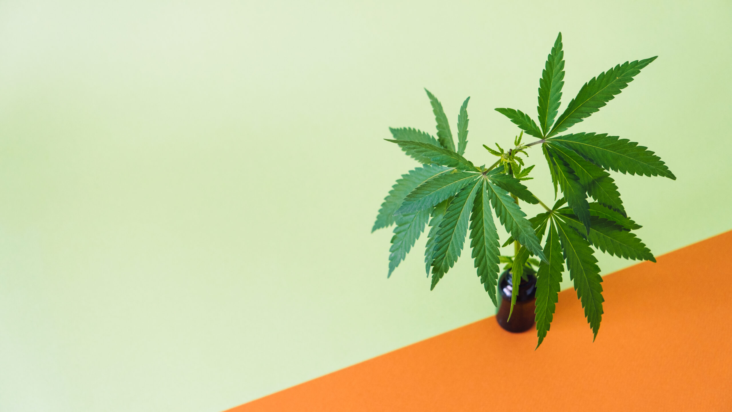 Britishcbd | Leading Supplier Of Cbd &Amp; Hemp Products 48 Cbd cannabidiol oil and cannabis leaves on minimal pc4jmh7 scaled - britishcbd | leading supplier of cbd & hemp products