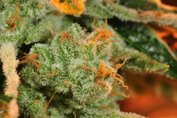 Terpene Strain Profile for terpene liquid uk