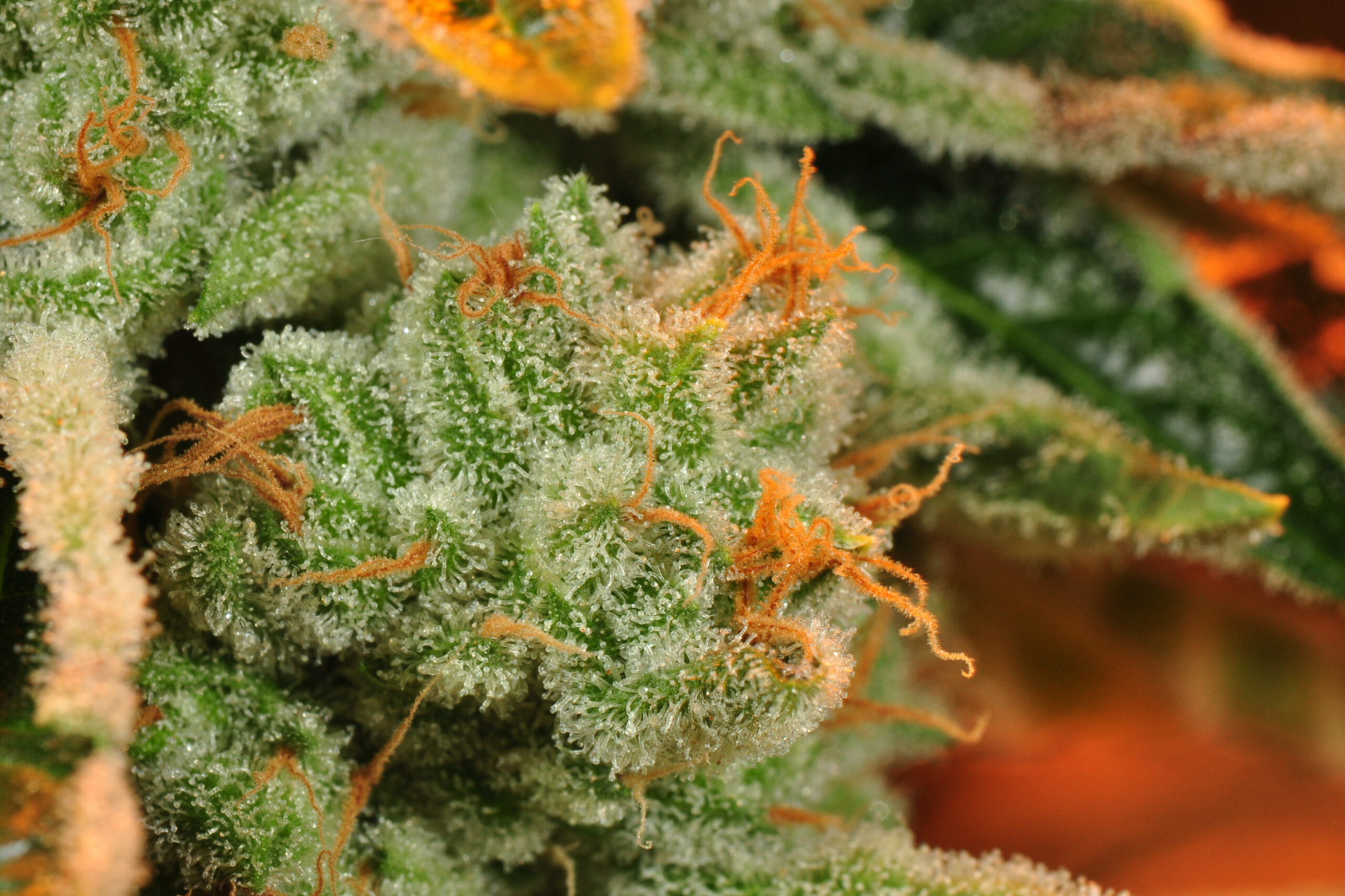 Top 5 Terpene Strain Profiles 1 Terpene Strain Profile for terpene liquid uk