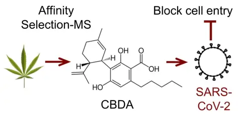 Could CBD Help in the fight against COVID