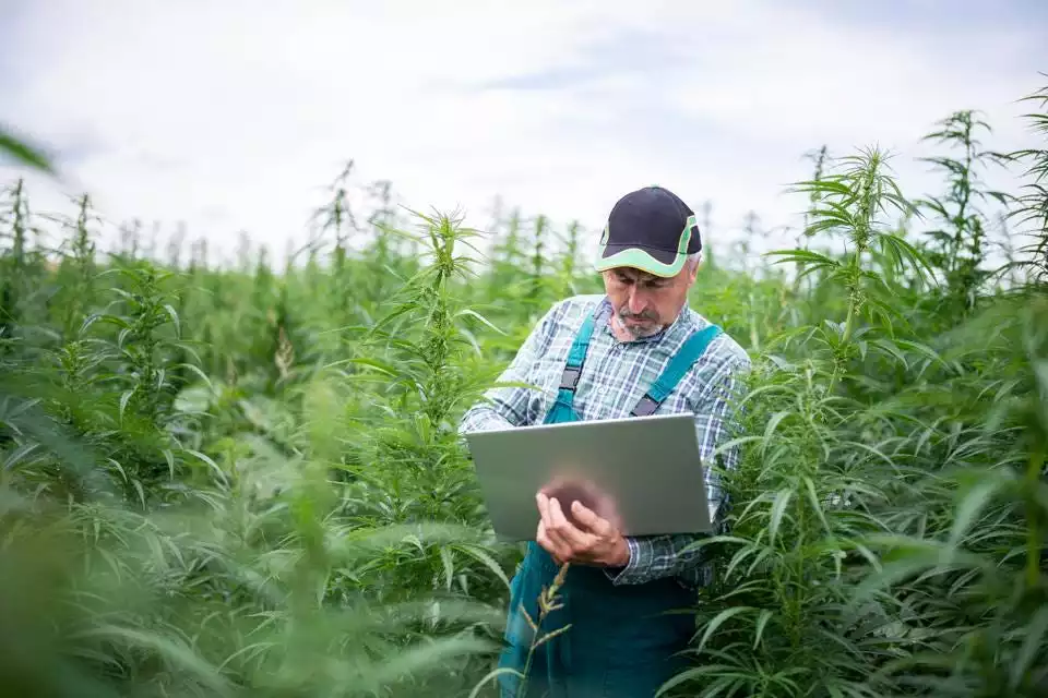 Ban on cultivating medicinal CBD oil from cannabis 'unfair' and 'insane', UK farmers say 2 Hemp Farmer Walks across field
