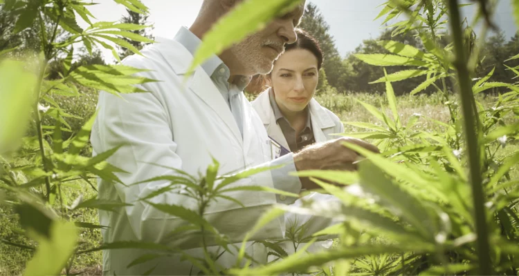 another image main blog - What is CBD?