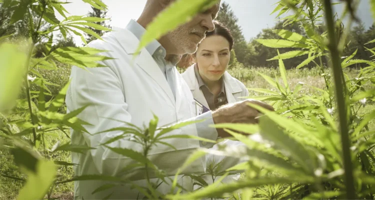 another image main blog opt - What Is CBD?