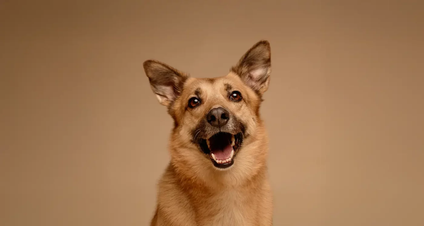 CBD for Dogs Benefits, Uses, and Safety Explained 3 CBD for Dogs